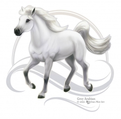 Grey Arabian Horse