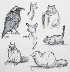 Animal sketches
